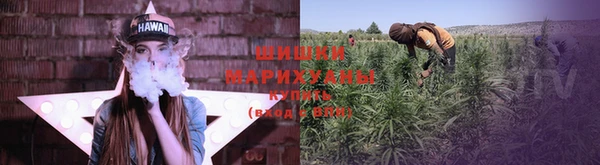 прущие грибы Аркадак